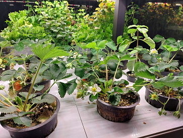 Цифровая Био-лаборатория для выращивания ягод – портал поставщиков НСППО - 5